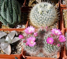 Выставка 20-22.04.2012 в &quot;Ваш сад&quot;