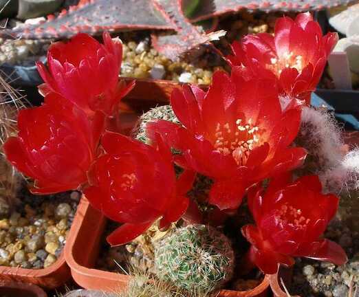 Выставка 20-22.04.2012 в &quot;Ваш сад&quot;