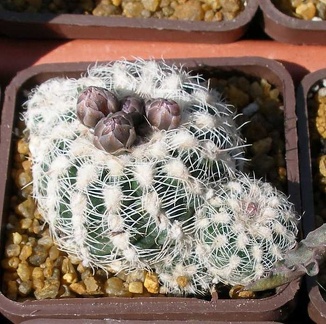 Выставка 20-22.04.2012 в &quot;Ваш сад&quot;