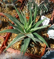 Выставка 20-22.04.2012 в &quot;Ваш сад&quot;