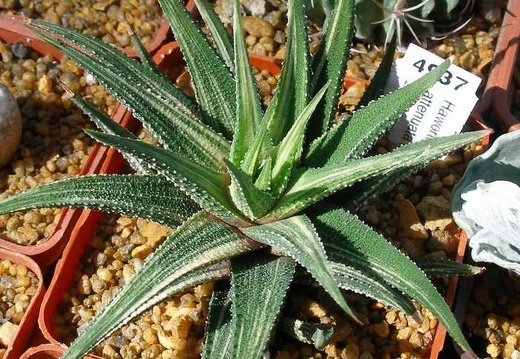 Выставка 20-22.04.2012 в &quot;Ваш сад&quot;