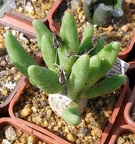 Выставка 20-22.04.2012 в &quot;Ваш сад&quot;