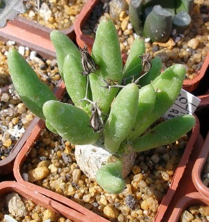 Выставка 20-22.04.2012 в &quot;Ваш сад&quot;