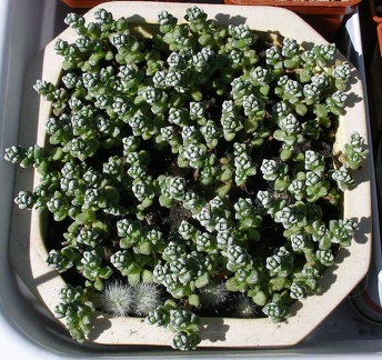 Выставка 20-22.04.2012 в &quot;Ваш сад&quot;