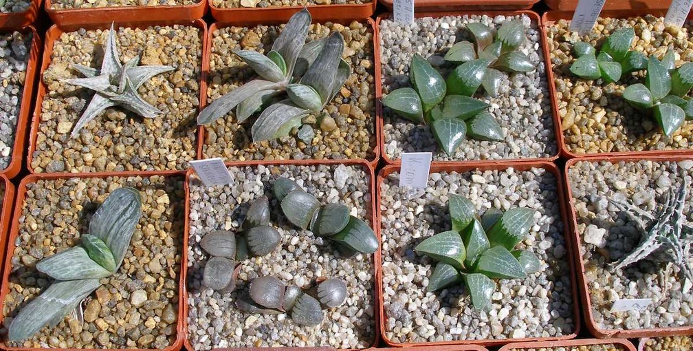 Выставка 20-22.04.2012 в &quot;Ваш сад&quot;