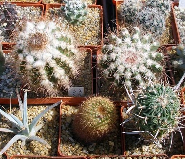 Выставка 20-22.04.2012 в &quot;Ваш сад&quot;