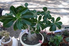 Выставка 20-22.04.2012 в &quot;Ваш сад&quot;