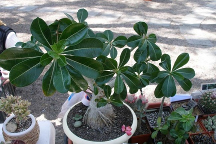 Выставка 20-22.04.2012 в &quot;Ваш сад&quot;