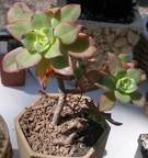 Выставка 20-22.04.2012 в &quot;Ваш сад&quot;