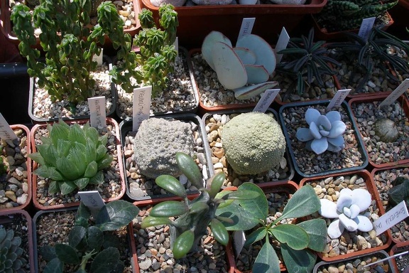 Выставка 20-22.04.2012 в &quot;Ваш сад&quot;