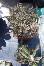 Выставка 20-22.04.2012 в &quot;Ваш сад&quot;