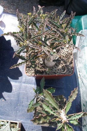 Выставка 20-22.04.2012 в &quot;Ваш сад&quot;