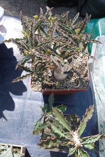 Выставка 20-22.04.2012 в &quot;Ваш сад&quot;