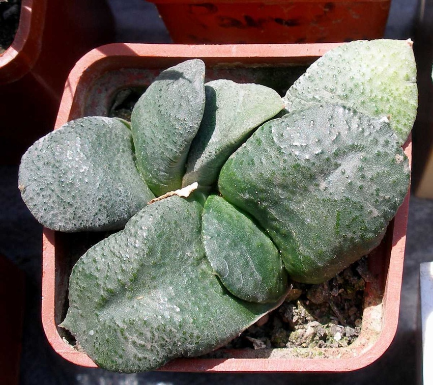 Выставка 20-22.04.2012 в &quot;Ваш сад&quot;