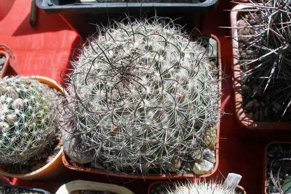 Выставка 20-22.04.2012 в &quot;Ваш сад&quot;