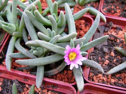 Выставка 21-22 апреля 2007 (Одесса)