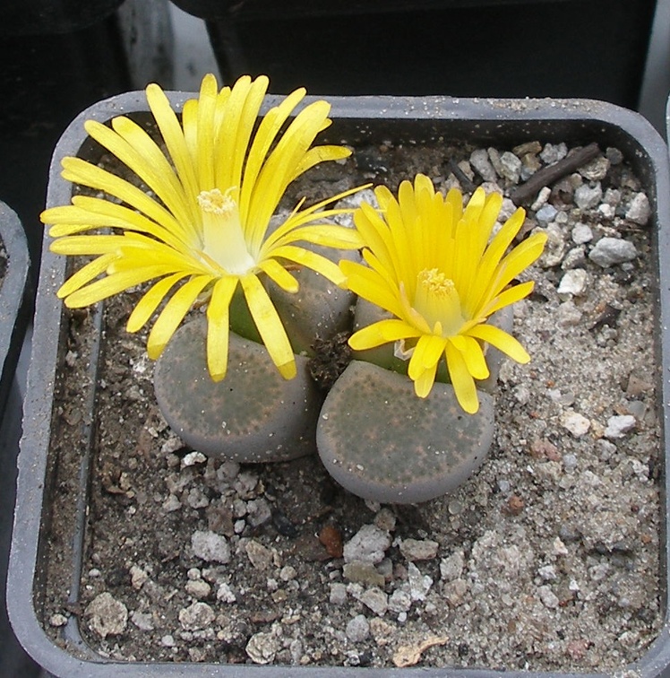 Выставка 23-25.09.2011 на Куликовом поле