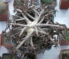 Выставка 23-25.09.2011 на Куликовом поле