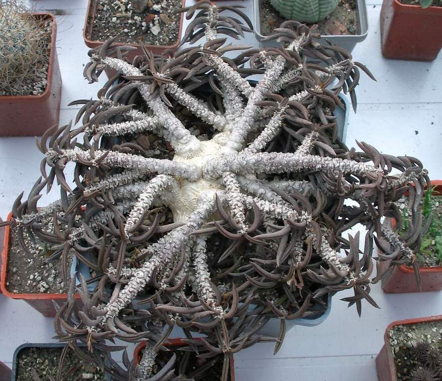 Выставка 23-25.09.2011 на Куликовом поле