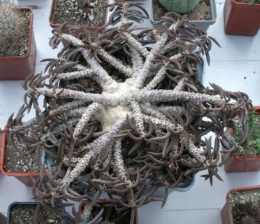 Выставка 23-25.09.2011 на Куликовом поле