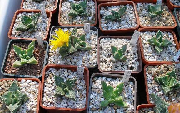 Выставка 23-25.09.2011 на Куликовом поле