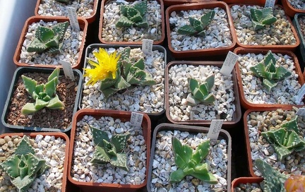 Выставка 23-25.09.2011 на Куликовом поле