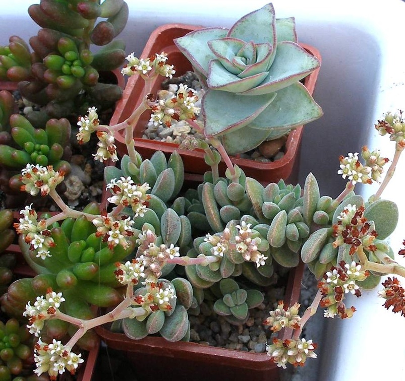 Выставка 23-25.09.2011 на Куликовом поле