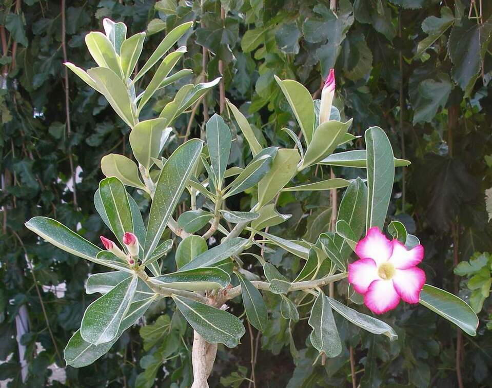 Выставка 23-25.09.2011 на Куликовом поле