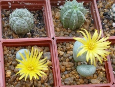 Выставка 23-25.09.2011 на Куликовом поле