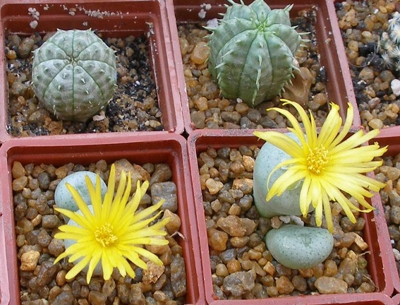 Выставка 23-25.09.2011 на Куликовом поле