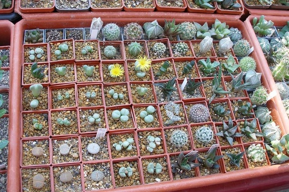 Выставка 23-25.09.2011 на Куликовом поле