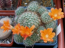 Выставка 23-25.09.2011 на Куликовом поле