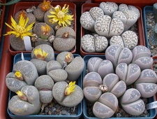 Выставка 23-25.09.2011 на Куликовом поле