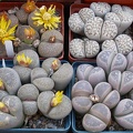 Выставка 23-25.09.2011 на Куликовом поле