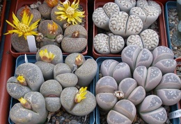 Выставка 23-25.09.2011 на Куликовом поле