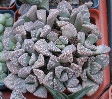 Выставка 23-25.09.2011 на Куликовом поле