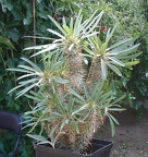 Выставка 23-25.09.2011 на Куликовом поле 