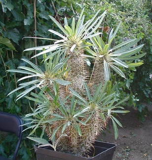 Выставка 23-25.09.2011 на Куликовом поле 