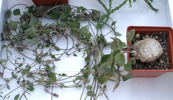 Выставка 23-25.09.2011 на Куликовом поле