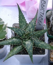 Выставка 23-25.09.2011 на Куликовом поле