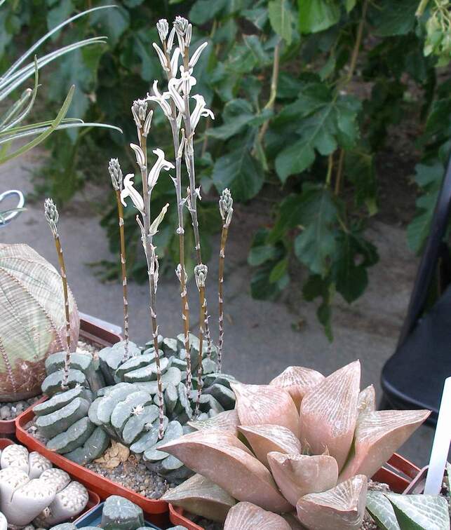 Выставка 23-25.09.2011 на Куликовом поле