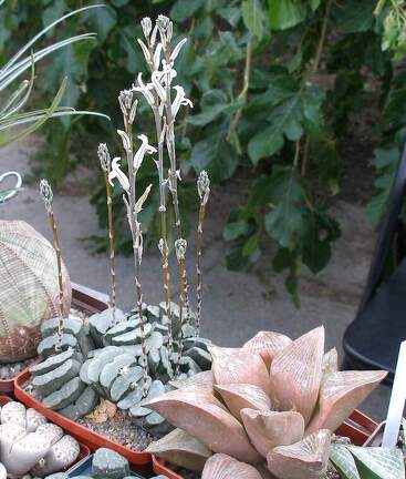 Выставка 23-25.09.2011 на Куликовом поле