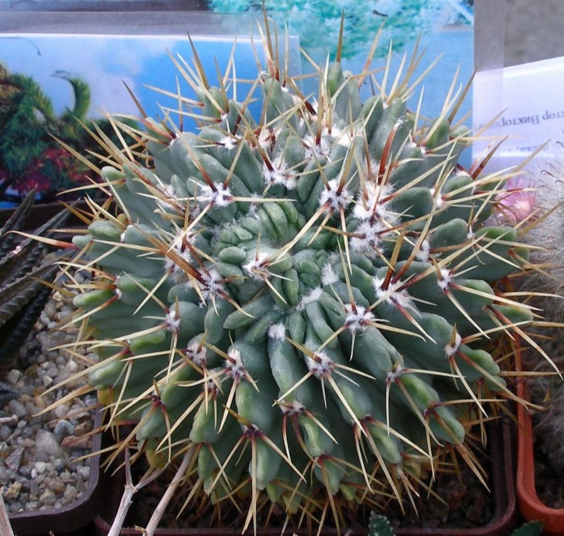 Выставка 23-25.09.2011 на Куликовом поле