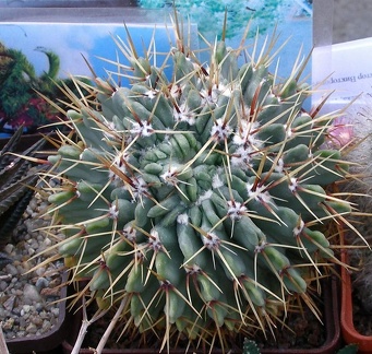 Выставка 23-25.09.2011 на Куликовом поле