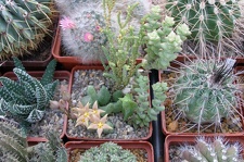 Выставка 23-25.09.2011 на Куликовом поле