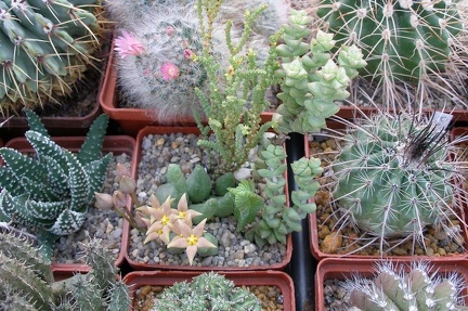 Выставка 23-25.09.2011 на Куликовом поле