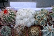 Выставка 23-25.09.2011 на Куликовом поле