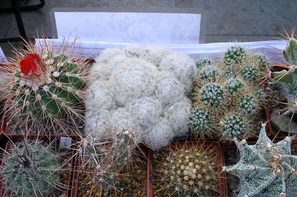 Выставка 23-25.09.2011 на Куликовом поле