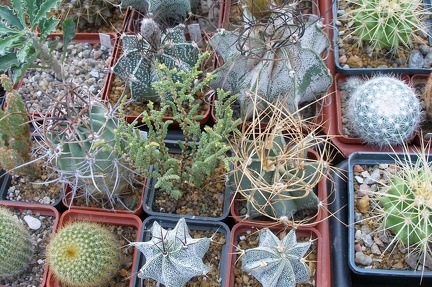 Выставка 23-25.09.2011 на Куликовом поле