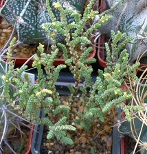 Выставка 23-25.09.2011 на Куликовом поле